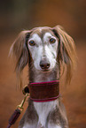 Saluki