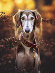 Saluki