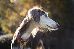 Saluki