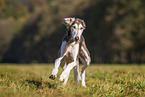 Saluki