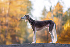 Saluki