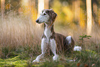 Saluki