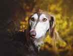 Saluki