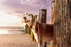 Saluki