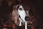 Saluki