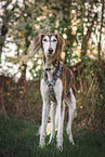 Saluki