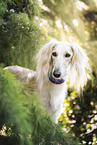Saluki