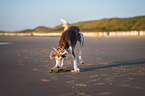 Saluki am Strand