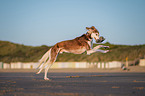 Saluki am Strand