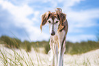 Saluki am Strand