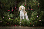 Saluki