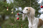 Saluki