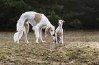 Saluki