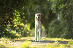 Saluki