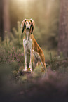 Saluki