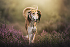 Saluki