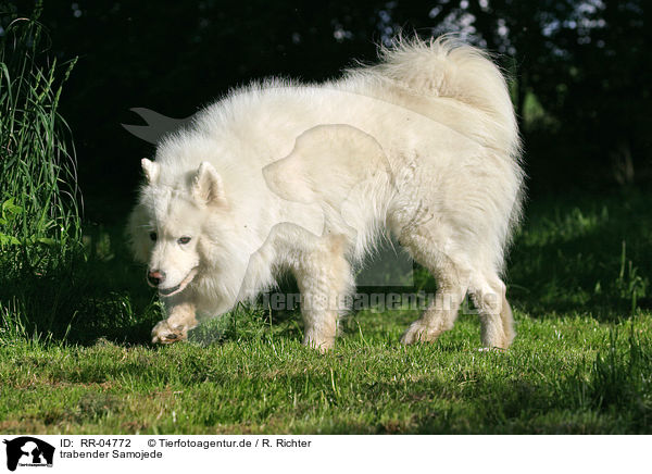 trabender Samojede / trotting samoyed / RR-04772