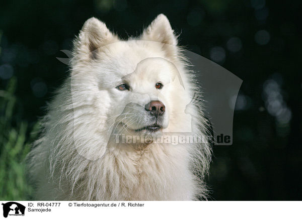 Samojede / Samoyed Portrait / RR-04777