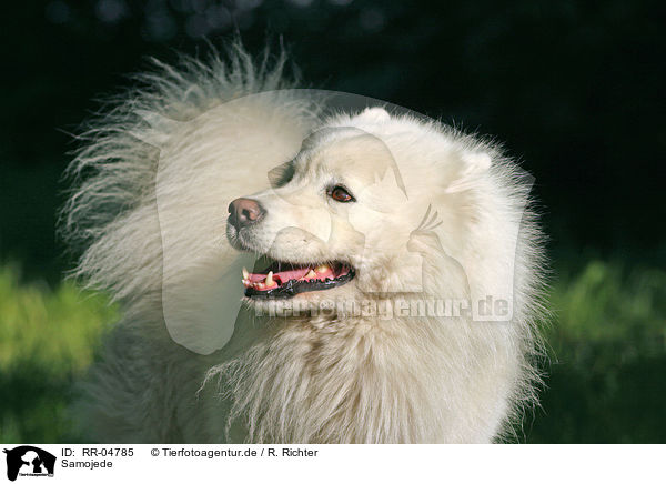 Samojede / Samoyed Portrait / RR-04785