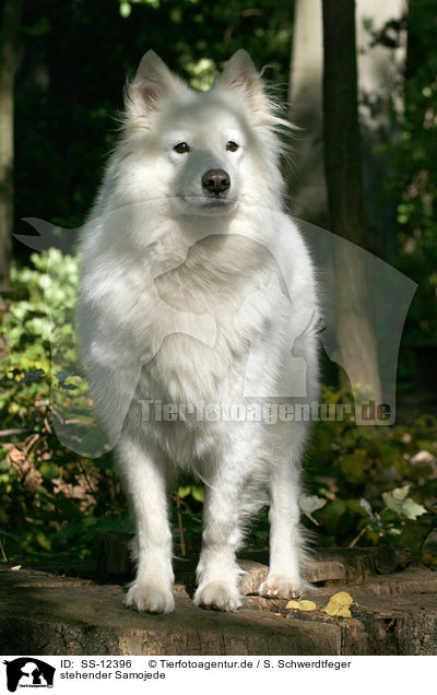 stehender Samojede / standing Samoyed / SS-12396