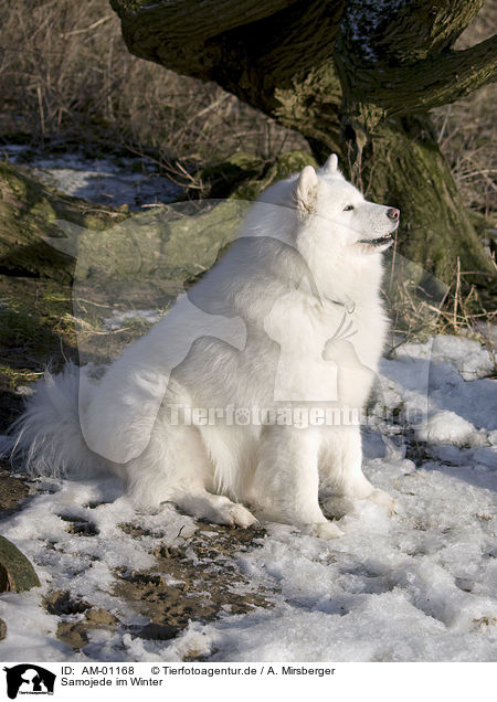 Samojede im Winter / AM-01168