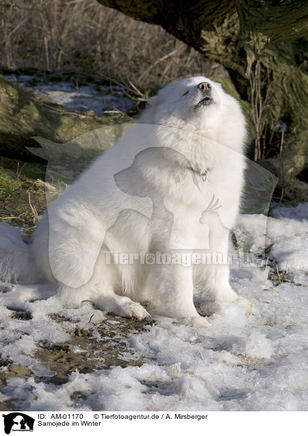 Samojede im Winter / Samoyed in winter / AM-01170