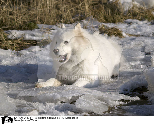 Samojede im Winter / Samoyed in winter / AM-01175