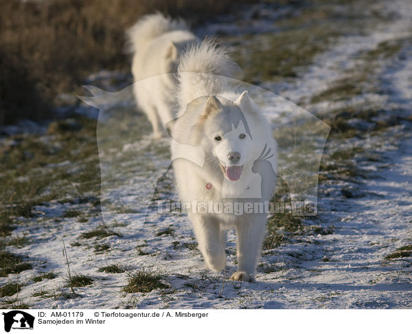Samojeden im Winter / Samoyeds in winter / AM-01179