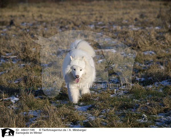 Samojede im Winter / Samoyed in winter / AM-01186