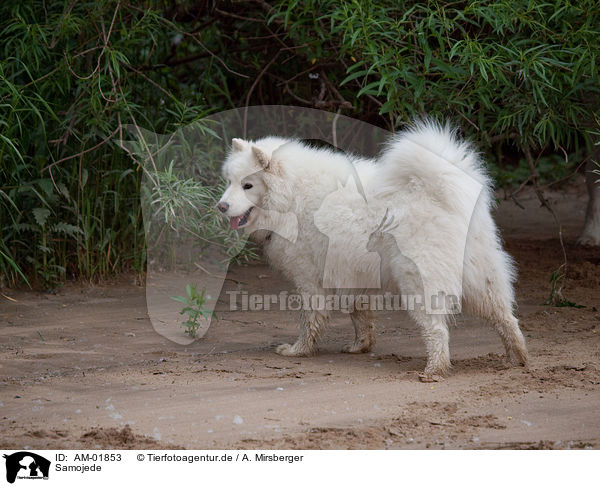 Samojede / Samoyed / AM-01853