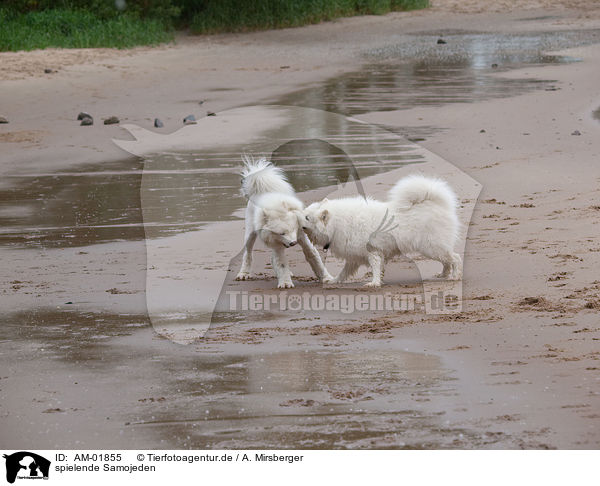 spielende Samojeden / playing Samoyeds / AM-01855