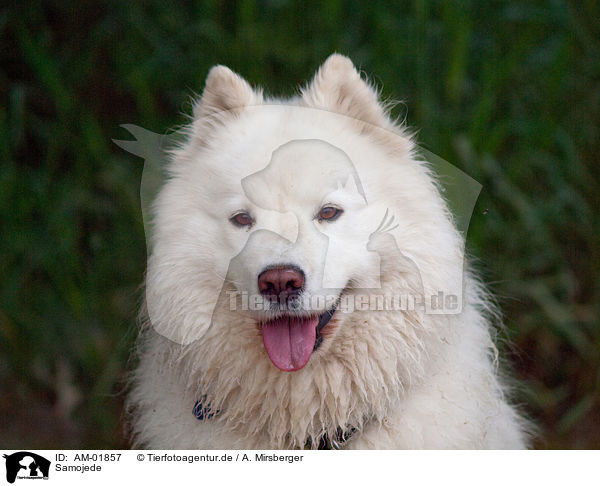 Samojede / Samoyed / AM-01857