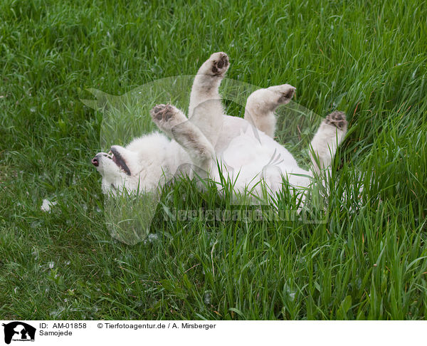 Samojede / Samoyed / AM-01858