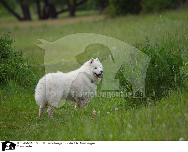 Samojede / Samoyed / AM-01859