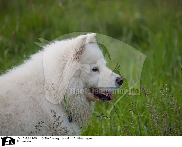Samojede / Samoyed / AM-01860