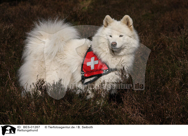 Rettungshund / rescue dog / BES-01267