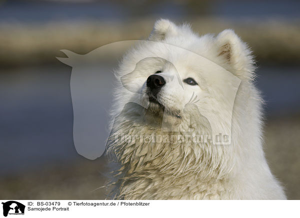 Samojede Portrait / Samoyed Portrait / BS-03479
