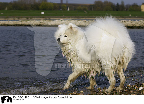 Samojede / Samoyed / BS-03486