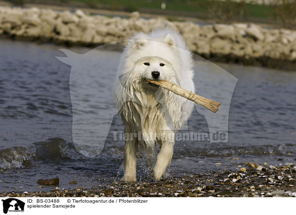 spielender Samojede / playing Samoyed / BS-03488