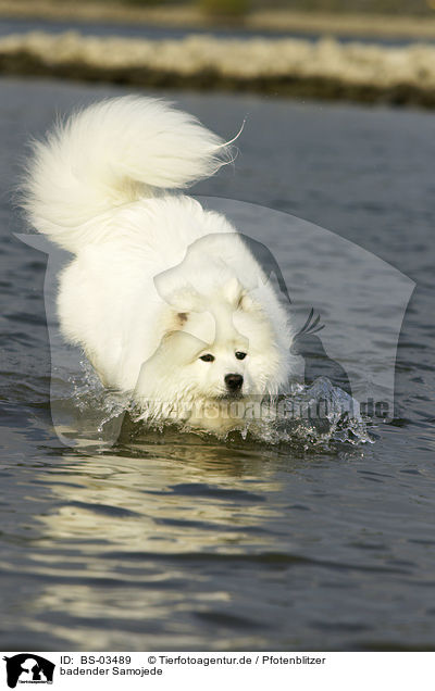 badender Samojede / bathing Samoyed / BS-03489