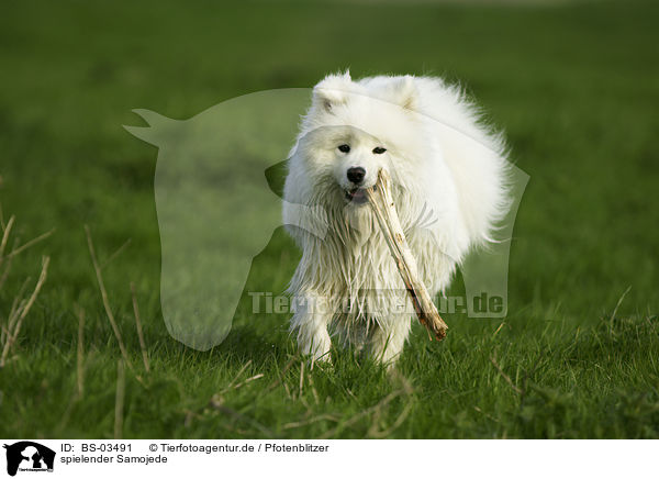 spielender Samojede / playing Samoyed / BS-03491
