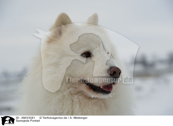 Samojede Portrait / Samoyed Portrait / AM-03081