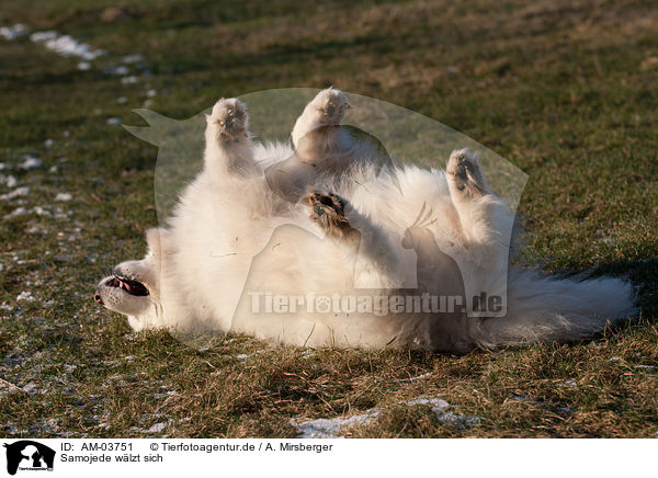 Samojede wlzt sich / rolling Samoyed / AM-03751