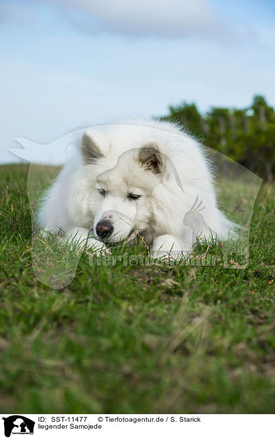 liegender Samojede / lying Samoyed / SST-11477