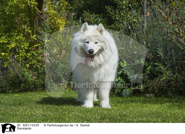 Samojede / Samoyed / SST-13335