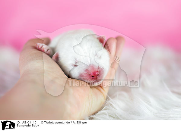 Samojede Baby / Samoyed baby / AE-01110