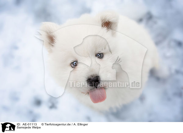 Samojede Welpe / Samoyed puppy / AE-01113