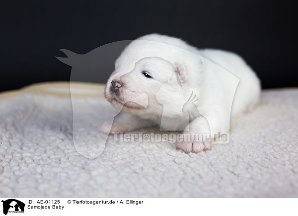 Samojede Baby / Samoyed baby / AE-01125