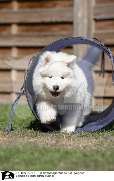 Samojede luft durch Tunnel / Samoyed walks through tunnel / MW-09793