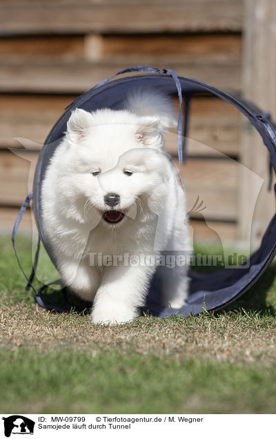 Samojede luft durch Tunnel / Samoyed walks through tunnel / MW-09799